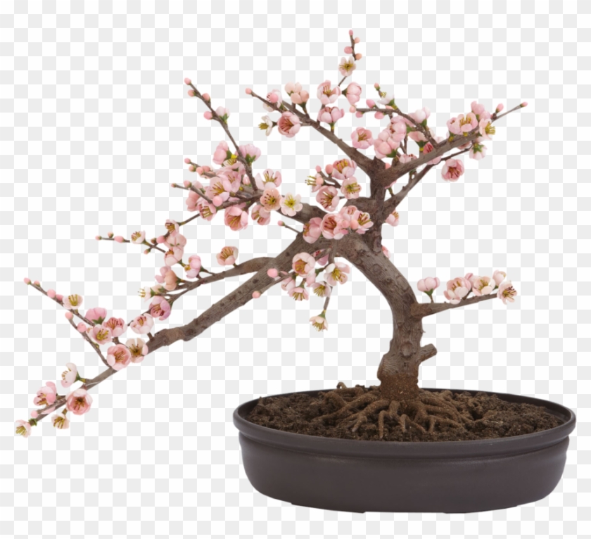 Фото, Автор Cadi - Artificial Cherry Blossom Bonsai Clipart #2647542