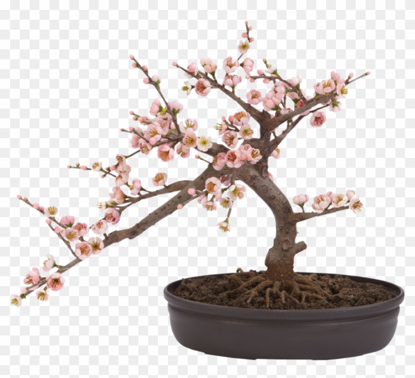 Фото, Автор Cadi - Artificial Cherry Blossom Bonsai Clipart