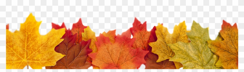 Maple Leaf Clipart