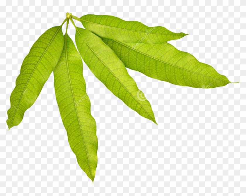Mango Stock Leaves Transprent Png Free Download - Hoja De Mango Dibujo Clipart