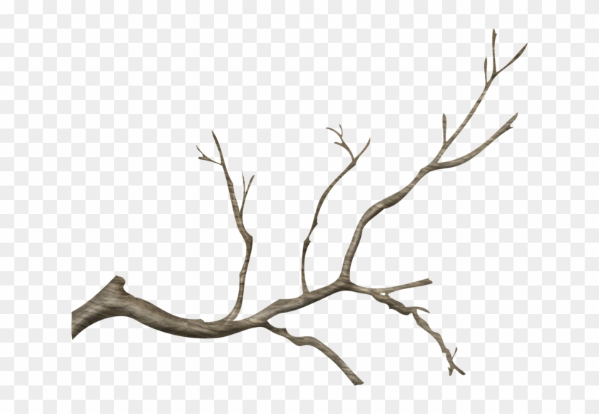 Jpg Free Stock Branch Transparent Tree Limb - Tree Branches Png Transparent Clipart #2648565