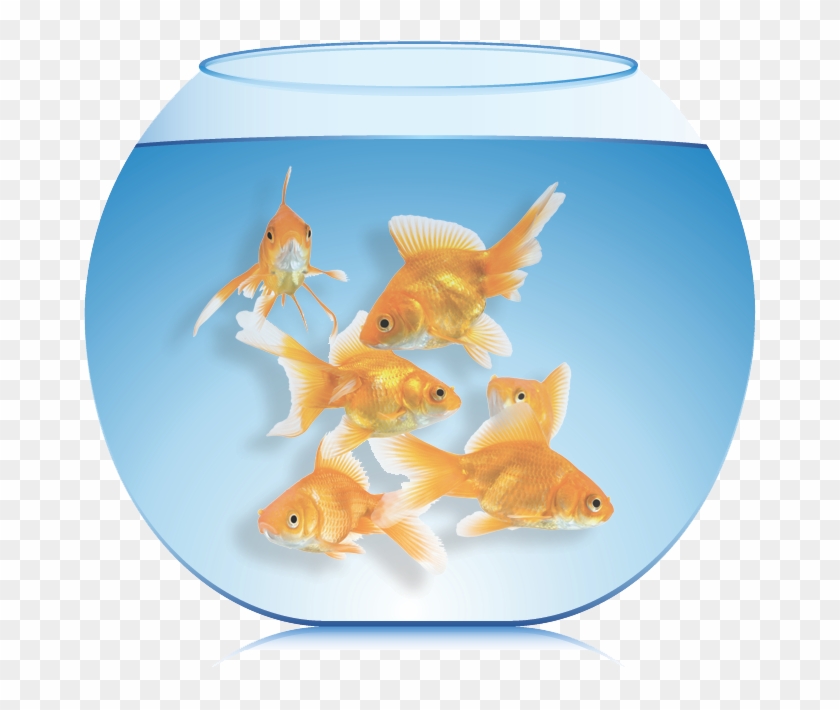 The More Fish You Put Into The Aquarium, The Less Time - Goldfish Clipart #2649732