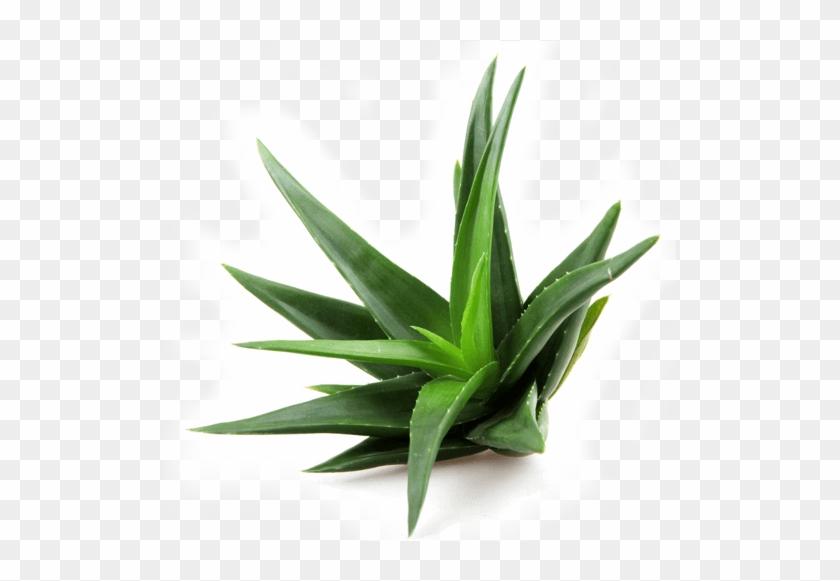 Jeunesse Global Reserve Antioxidant Supplement - Aloe Vera In French Clipart #2649959