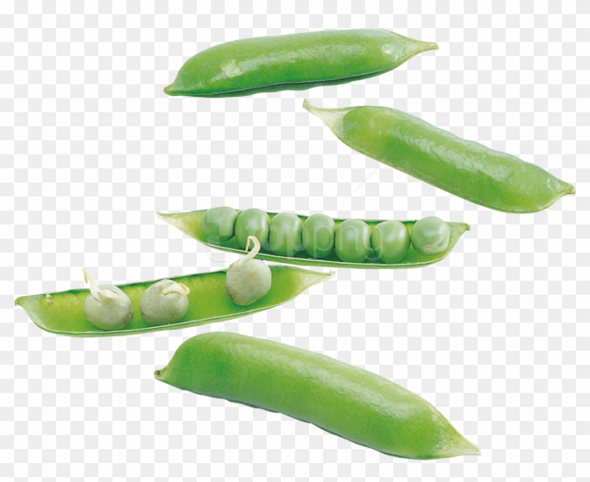 Free Png Pea Png Images Transparent - Snap Pea Clipart