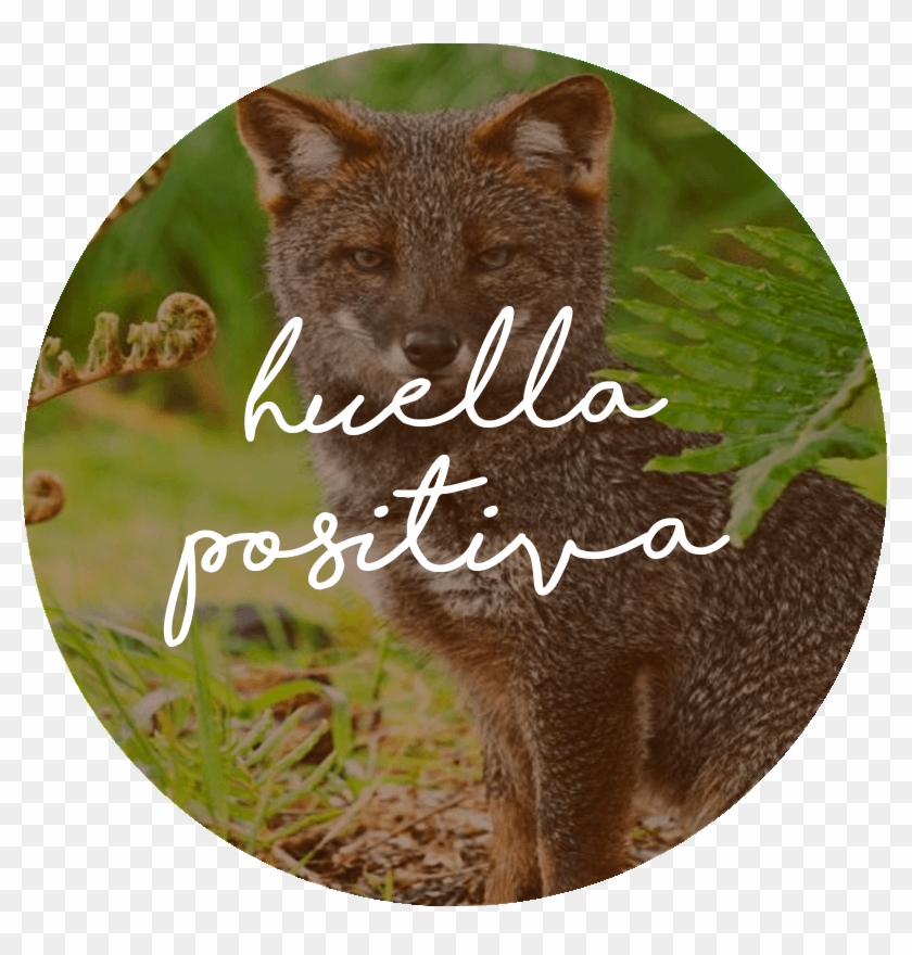 Through Our Product Lines We Want To Leave Footprints - Grey Fox Clipart #2650353