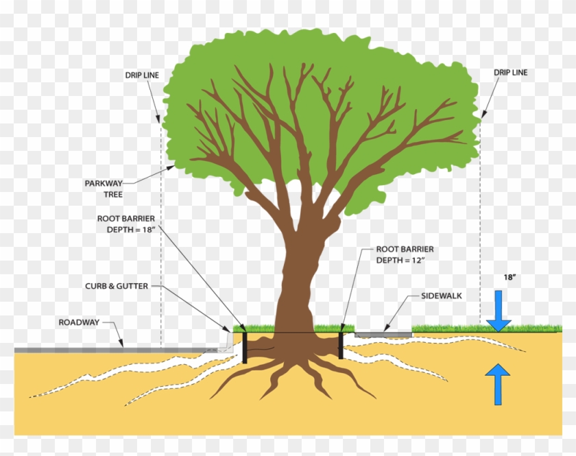 Clipart Freeuse And Roots Png For Free Download - Tree Root Pruning Transparent Png