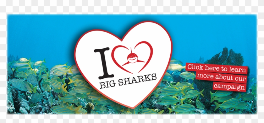 I Love Sharks Banner Png Clipart #2653151