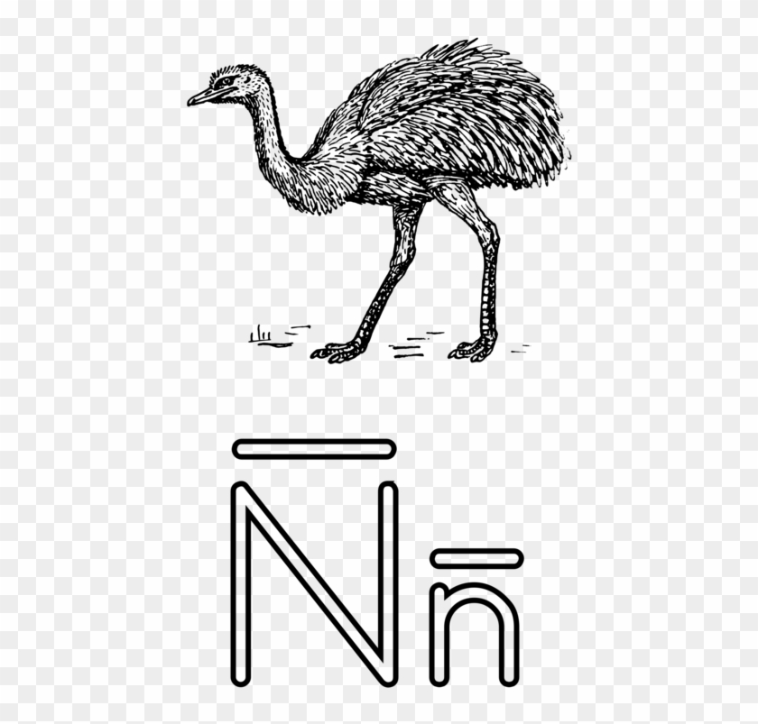 Common Ostrich Flightless Bird Emu Drawing - Outline Of A Notebook Clipart #2655645
