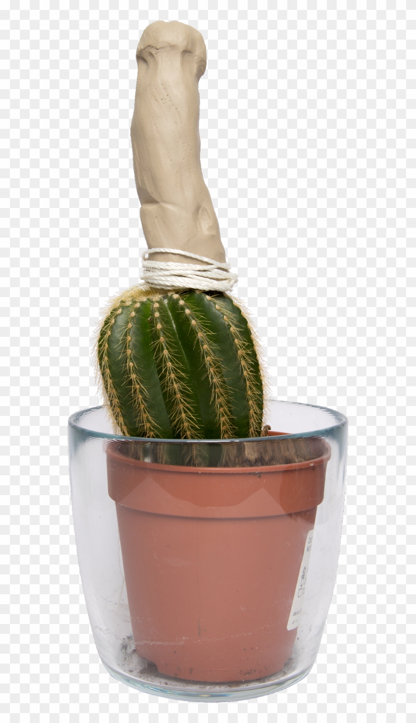 Selenicereus Hamatus Clipart