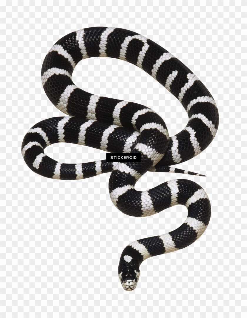 Transparent Background Png Snake , Png Download - Gucci Snake Black And White Clipart #2656468