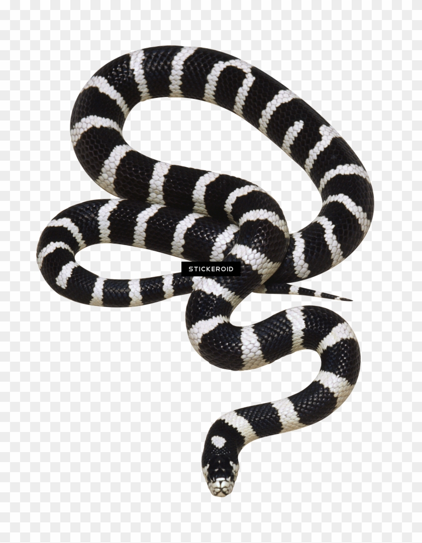 gucci snake black and white