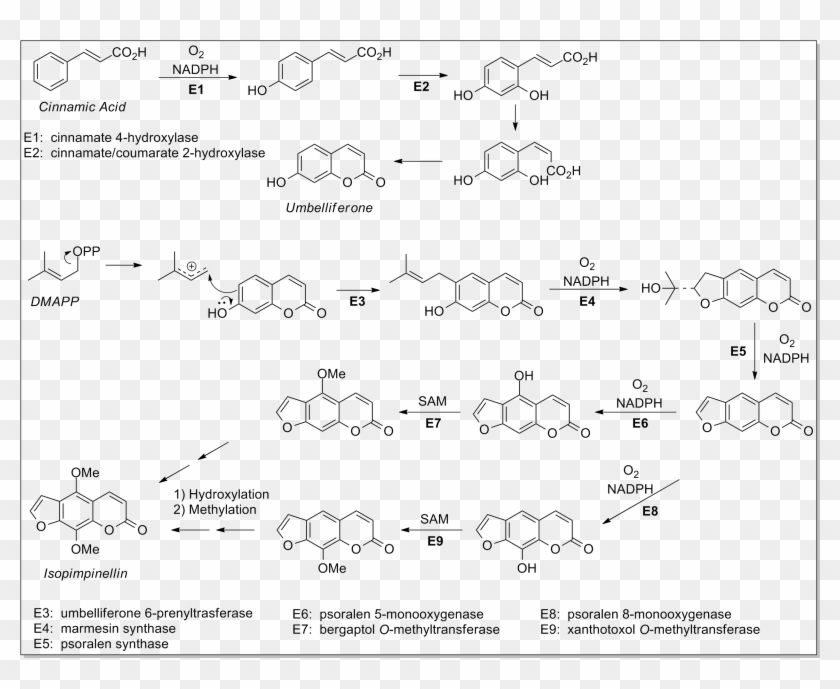 File - Chem257 - Ticagrelor Synthesis Clipart #2657506