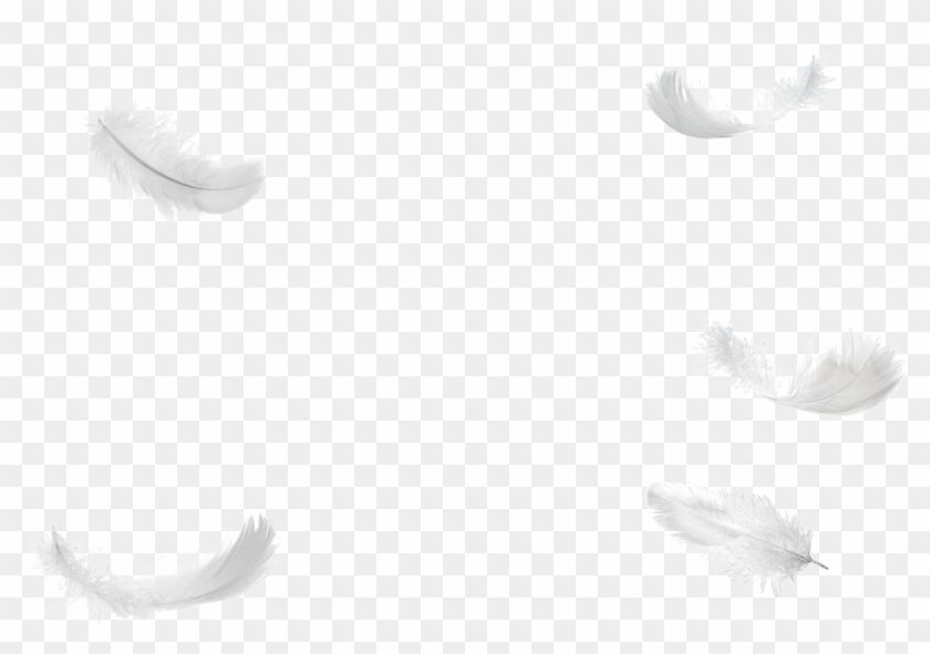 1495816576five Feathers Falling No Background Png - White Falling Feather Png Clipart #2657695