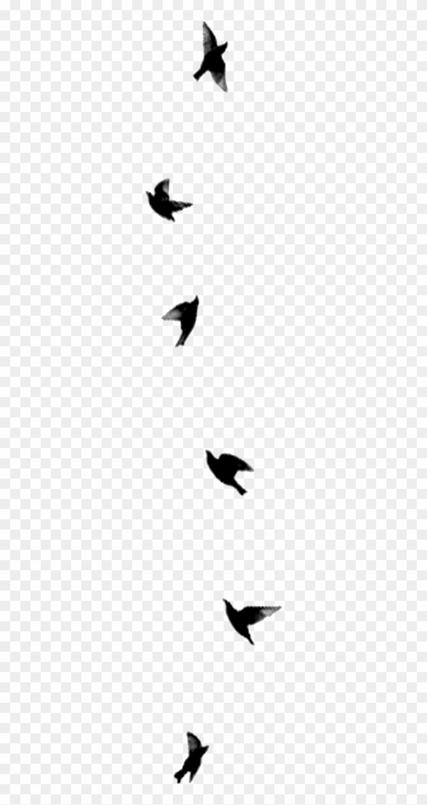 Kuş Dövmesi Png Clipart