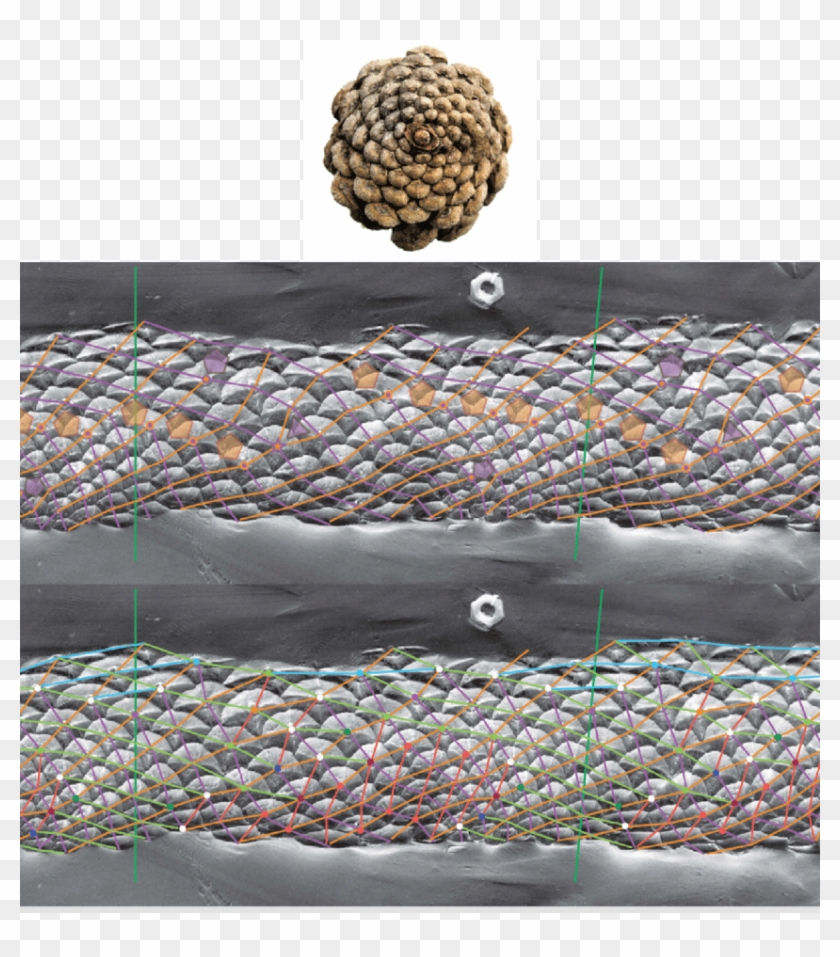 One Example Of Non-fibonacci Cone Cropped From A - Lodgepole Pine Clipart