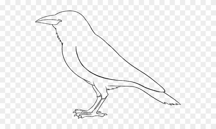 How To Draw A Raven - Drawing Clipart