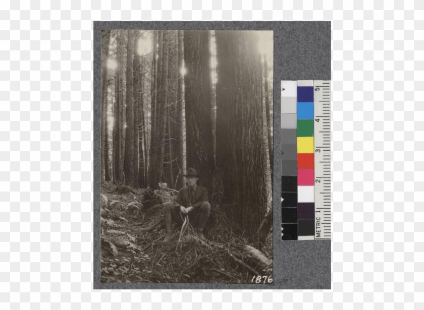 Secondgrowth Redwood Yield Study - Birch Clipart