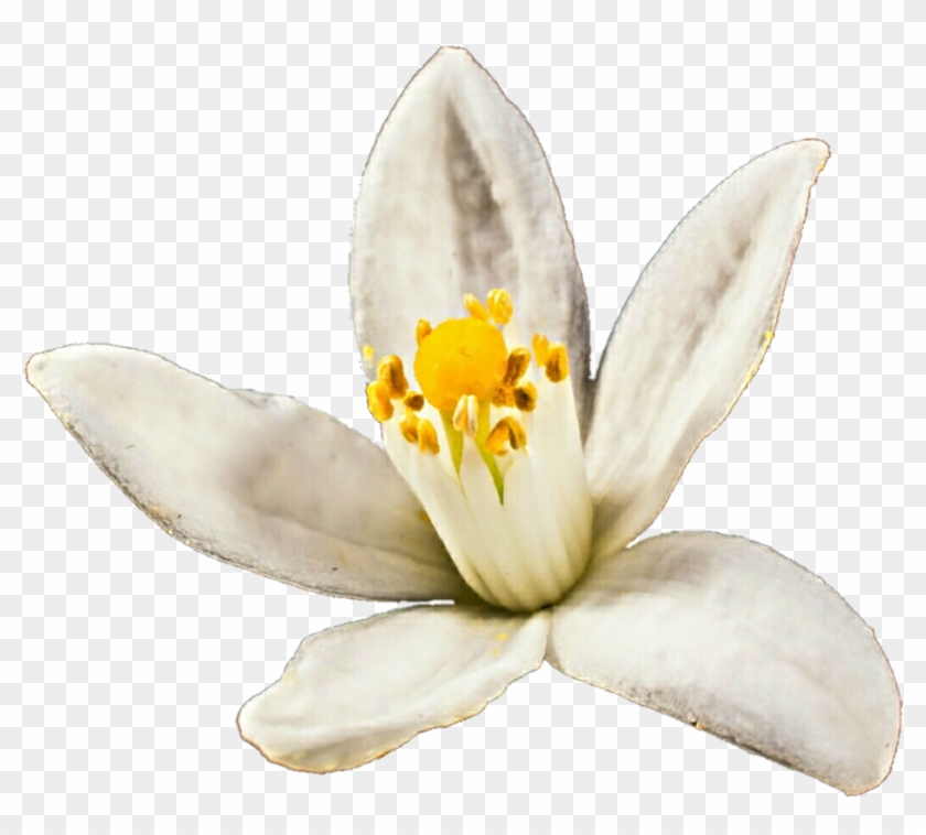 Blossom By Jeanicebartzen - Orange Blossom Transparent Clipart