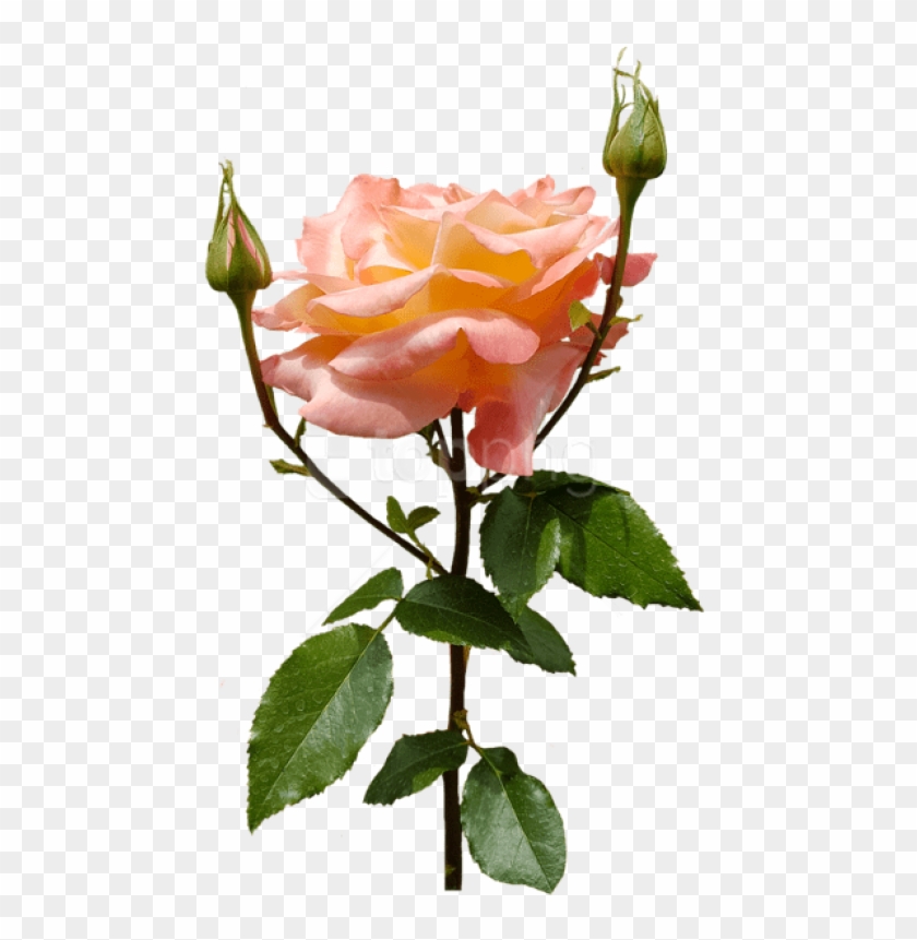 Free Png Download Orange Rose Png Images Background Clipart #2667838