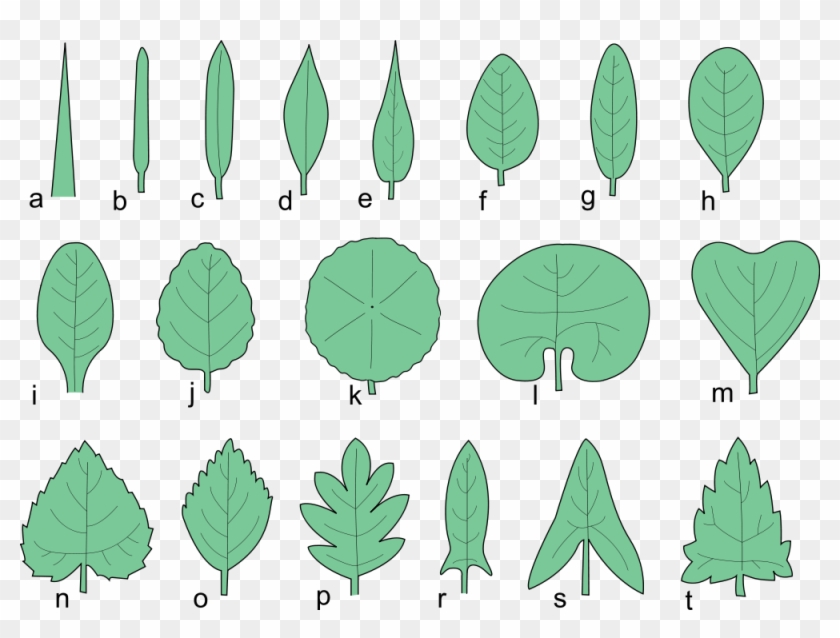 Pictures Of Leaves - Shapes Of Simple Leaves Clipart #2668792