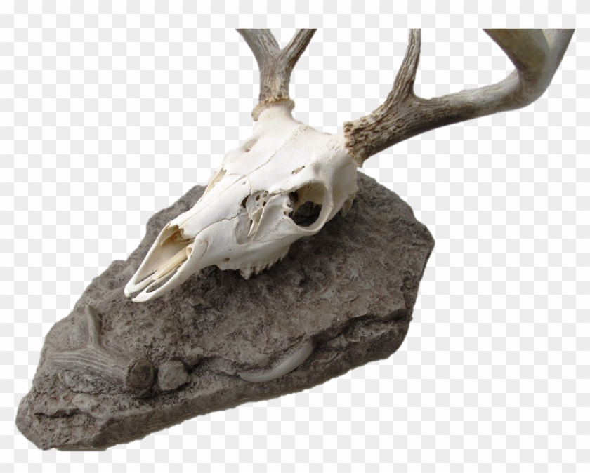 Elk Clipart #2669172