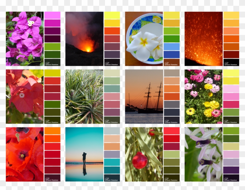 Impatiens Clipart