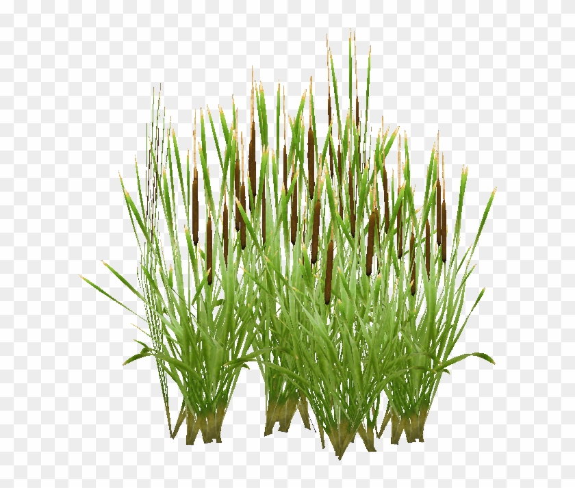 Cat Tail Png - Chrysopogon Zizanioides Clipart