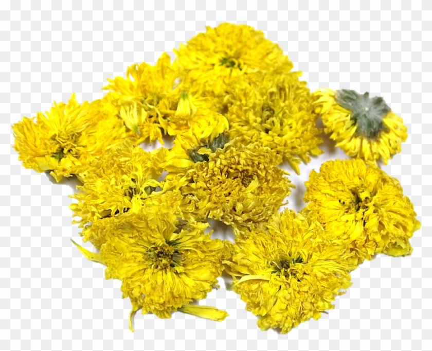 Popular - Coltsfoot Clipart