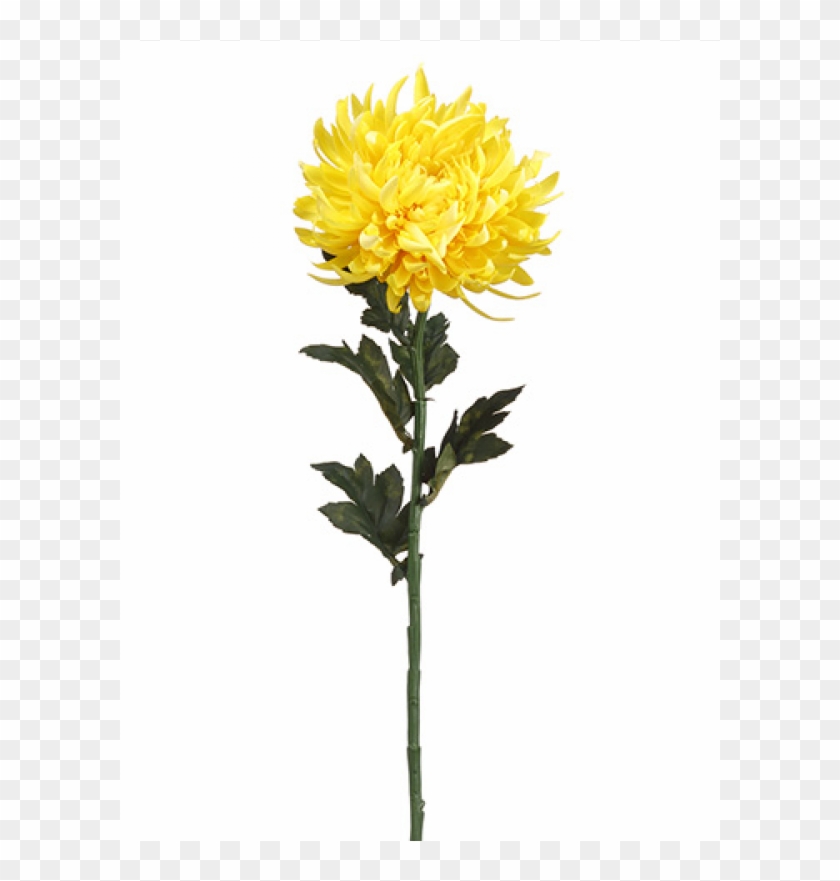 24" Chrysanthemum Spray Yellow Gold - Spray Chrysanthemum Png Clipart #2673536