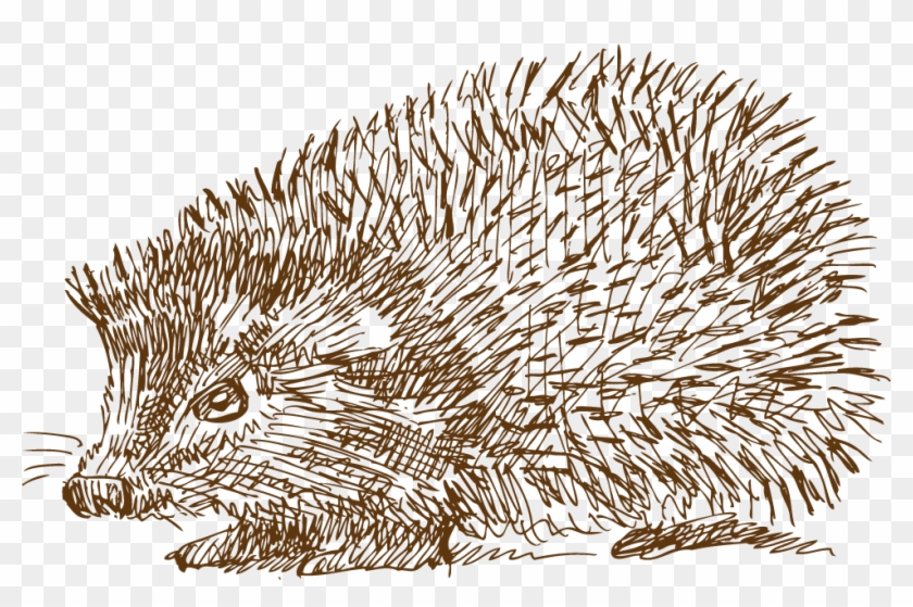 Domesticated Hedgehog Drawing - Drawing Clipart #2674334
