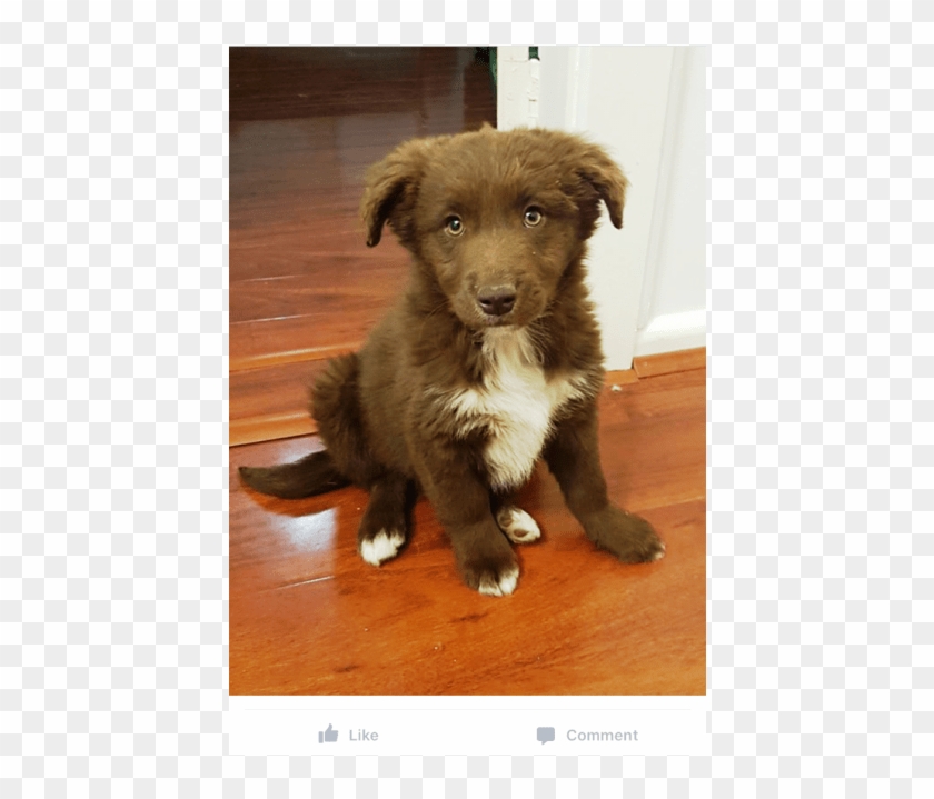 Donate To Petrescue - Companion Dog Clipart