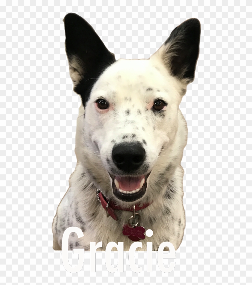 Greetings From Gracie - Companion Dog Clipart