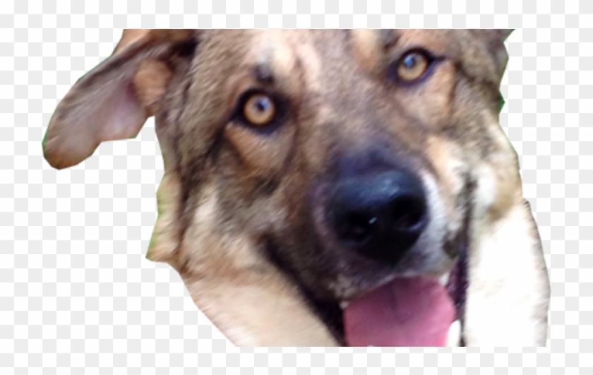 Companion Dog Clipart #2678382