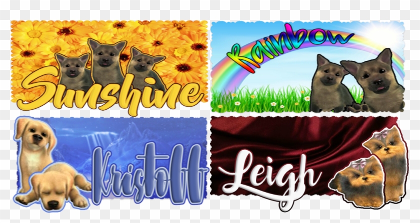 Pets Wanted - Tonkinese Clipart #2679822