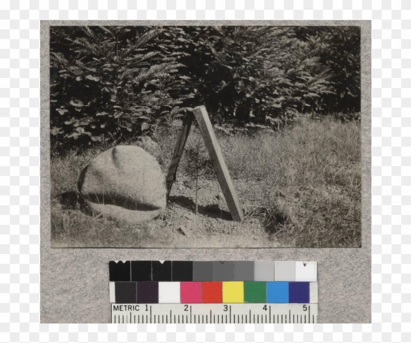 Nutmeg Planted In Field Last Spring - 19th Century Fashion Clipart #2680007