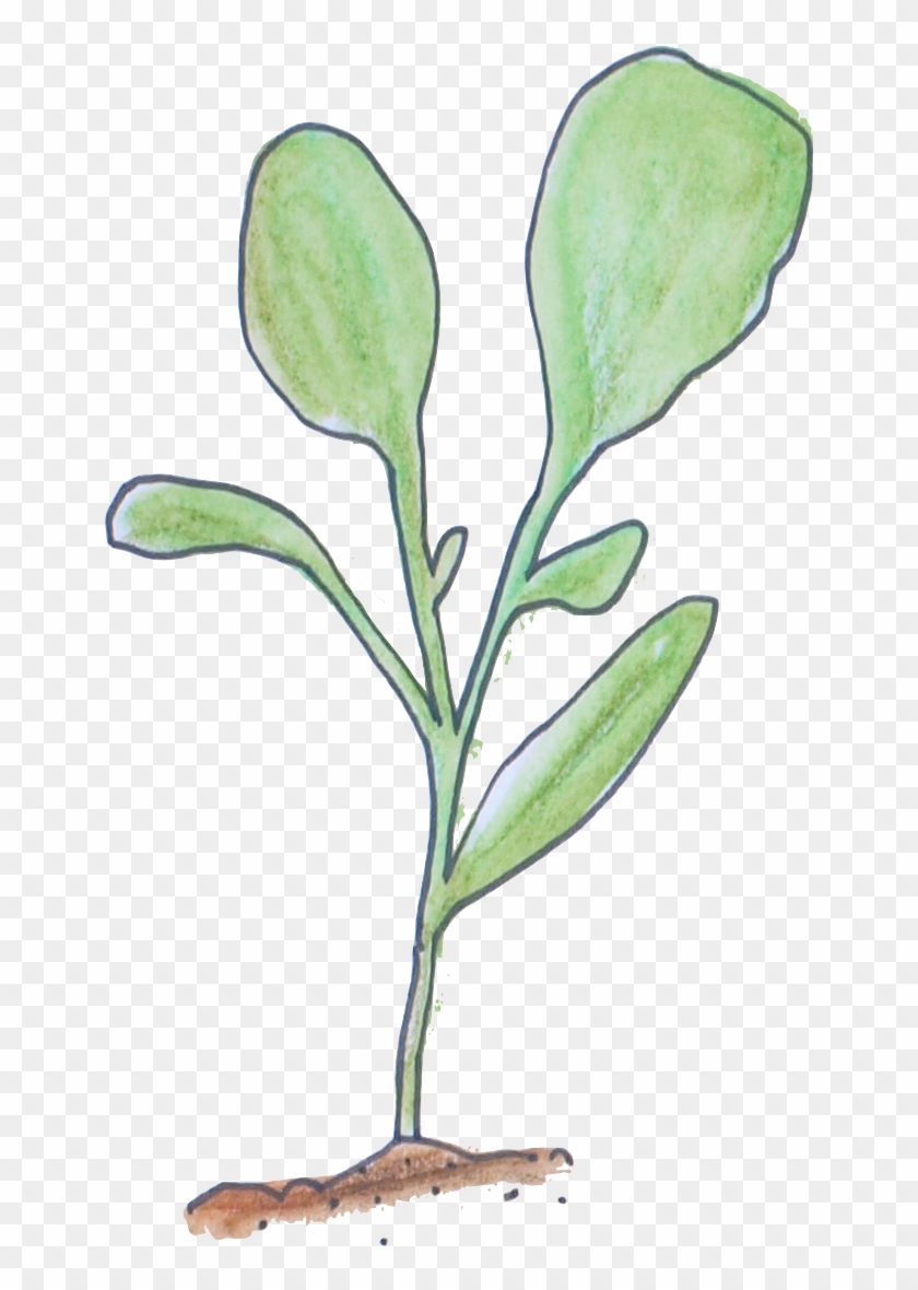 Seedling Image Courtesy Of No Guff Vegetable Gardening - Magnolia Clipart