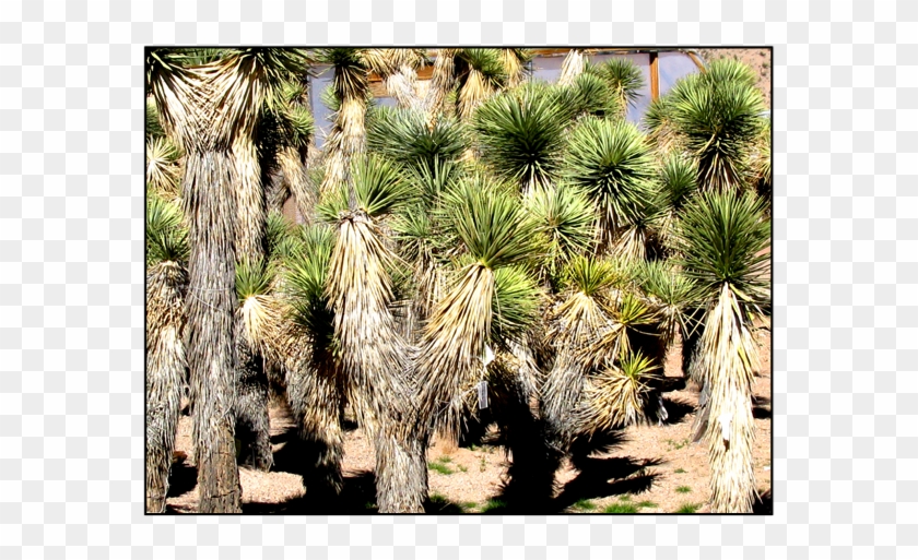 Joshua Tree - Trees In Las Vegas Desert Clipart
