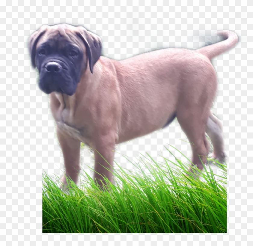 Pasto Sticker - Background Grass Image Png Clipart #2681000