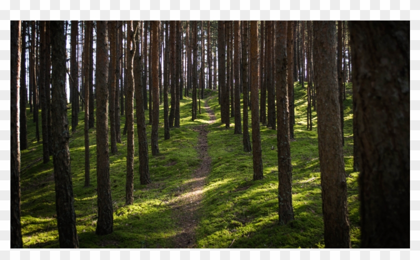 Score 50% - Wallpaper Clipart #2682819