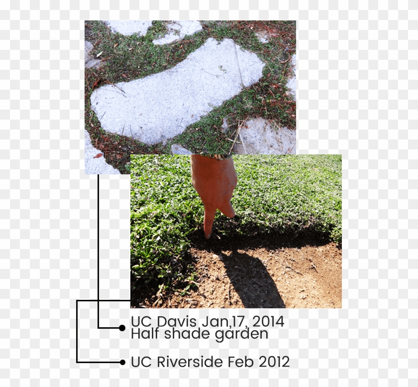 Kurapia Is Evergreen In Most Regions Of California, - Tree Clipart #2682943