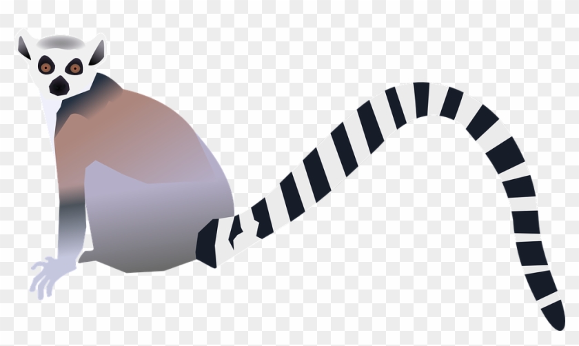 Tail Clipart Tigger - Lemur Clip Art - Png Download #2685799