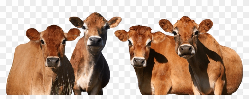 Blue Bell Dairy Cows - Dairy Cow Clipart