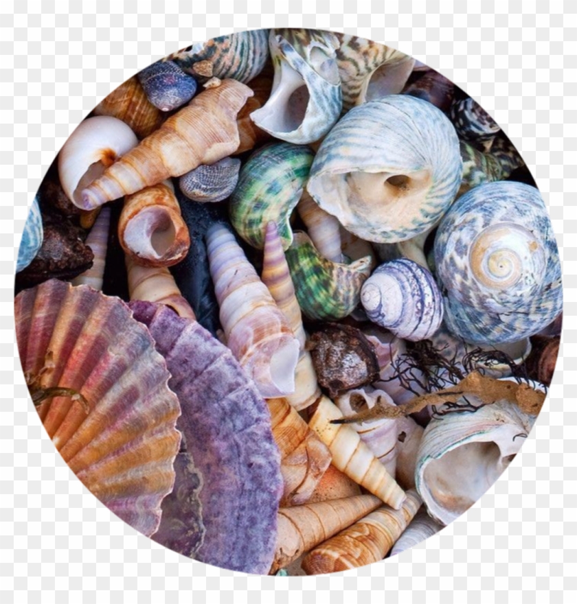 Circle Png Tumblr Background Astethic Kpop Colorful - Sea Shells Aesthetic Clipart #2686676