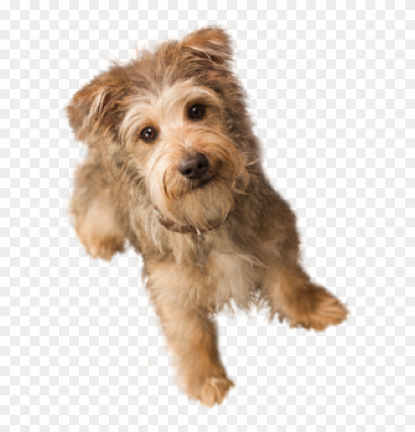 Dog Doll Png - Small Dog Transparent Background Clipart #2688042