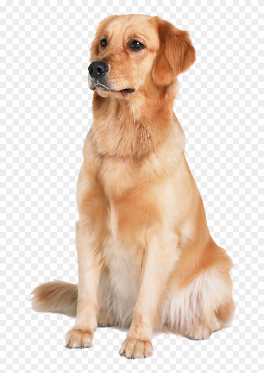Golden Labrador Dog Cat Puppy Labradoodle Retriever - Retriever Png Clipart