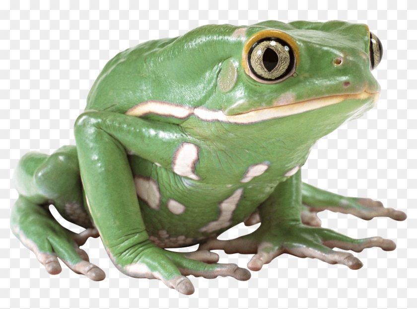 Frog Png Clipart #2693236