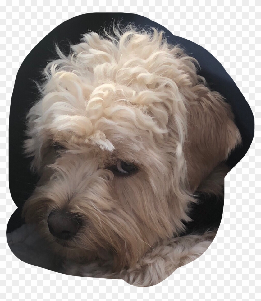 Bruh Sticker - Labradoodle Clipart