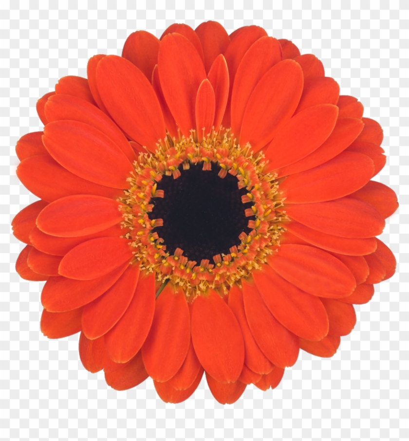 Pumpkin Pie - Transvaal Daisy Clipart