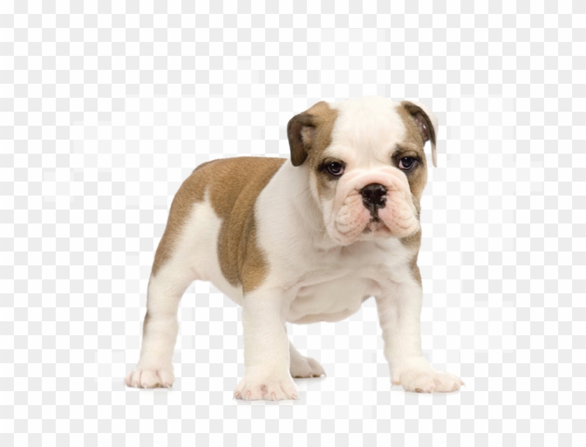 Pet Grooming & Self Wash - Bulldog Puppy No Background Clipart
