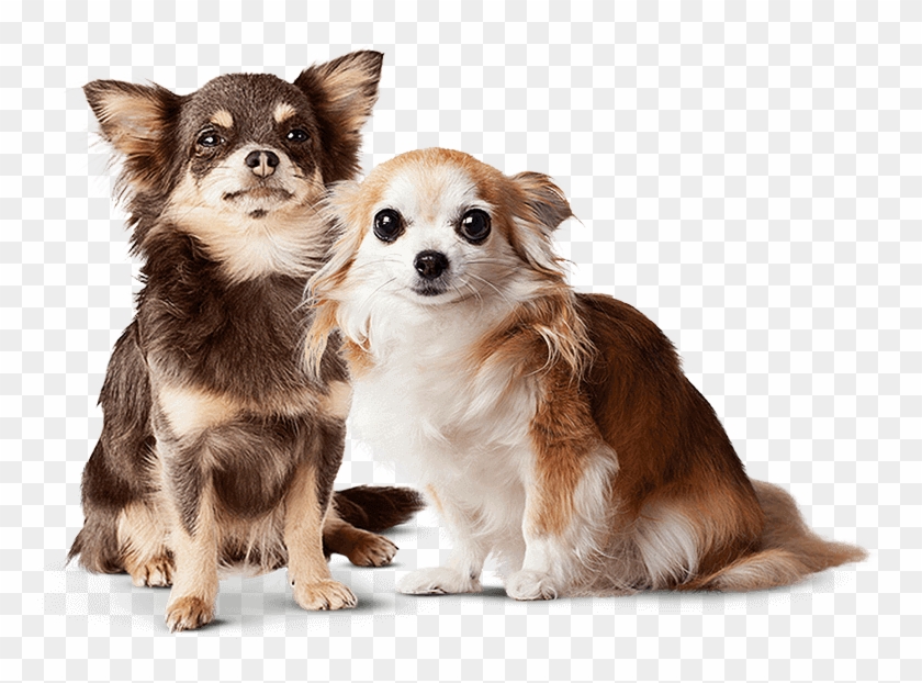 Banner - Real Puppy Transparent Clipart #2693594